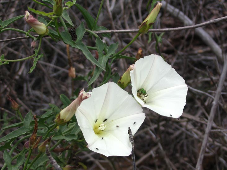 Guy Fleming Trail, Torrey Pines State Reserve, La Jolla, California