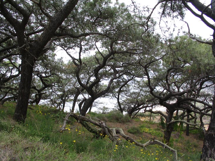 Guy Fleming Trail, Torrey Pines State Reserve, La Jolla, California