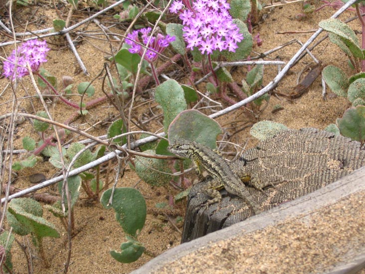 Guy Fleming Trail, Torrey Pines State Reserve, La Jolla, California