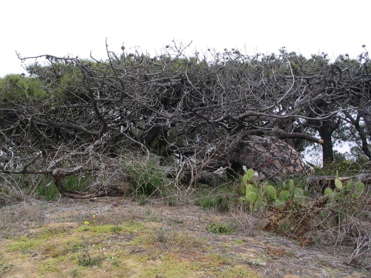 Guy Fleming Trail, Torrey Pines State Reserve, La Jolla, California