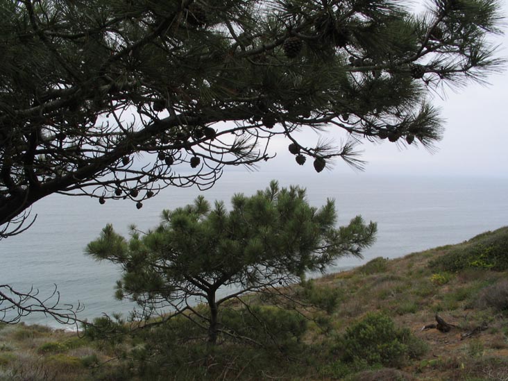 Guy Fleming Trail, Torrey Pines State Reserve, La Jolla, California