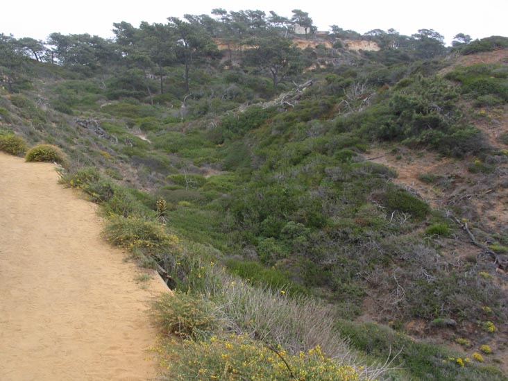 Guy Fleming Trail, Torrey Pines State Reserve, La Jolla, California