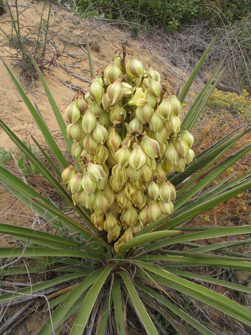 Guy Fleming Trail, Torrey Pines State Reserve, La Jolla, California