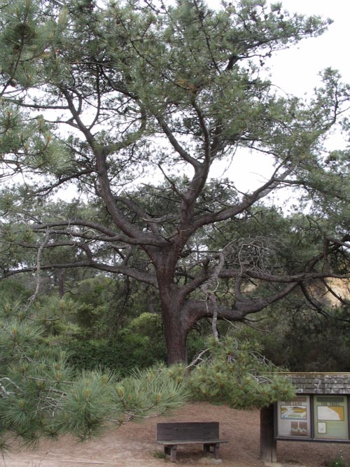 Trailhead, Guy Fleming Trail, Torrey Pines State Reserve, La Jolla, California