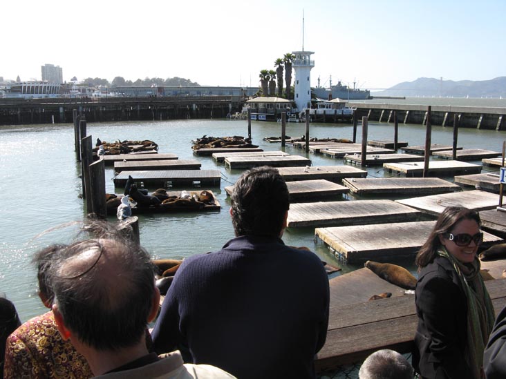 Sea Lions, Pier 39, Fisherman's Wharf, San Francisco, California, March 8, 2009