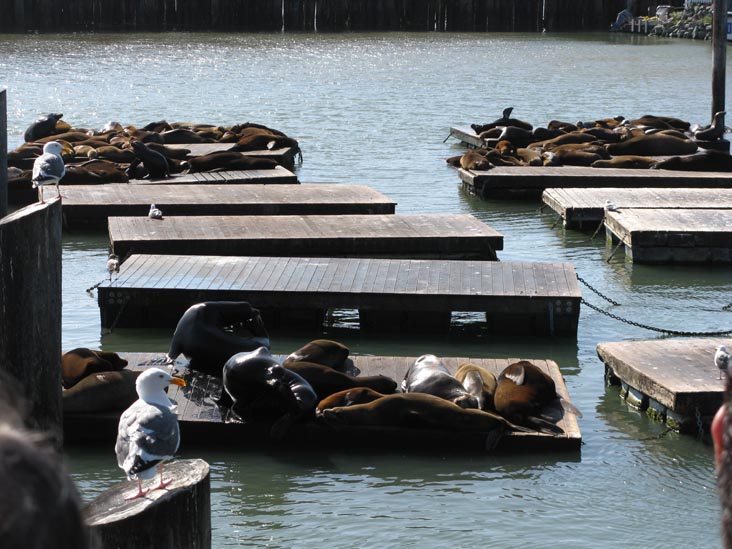 Sea Lions, Pier 39, Fisherman's Wharf, San Francisco, California, March 8, 2009