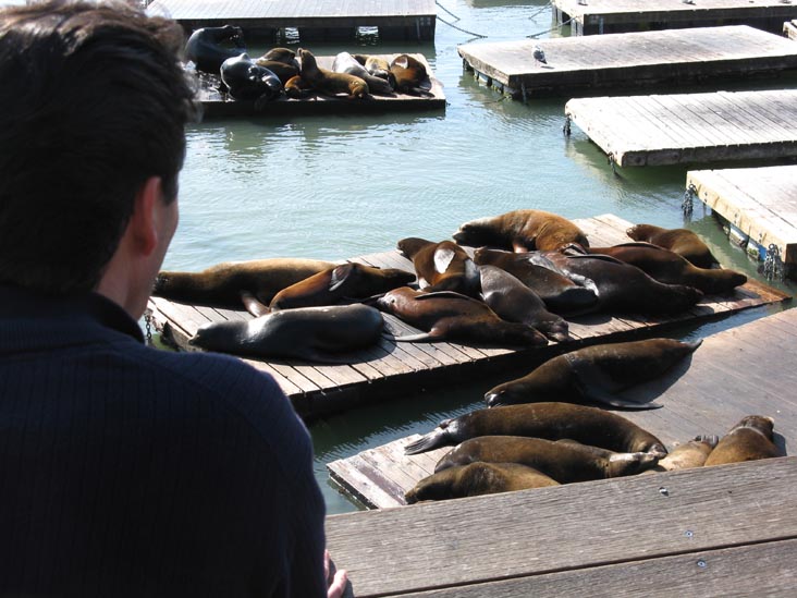 Sea Lions, Pier 39, Fisherman's Wharf, San Francisco, California, March 8, 2009