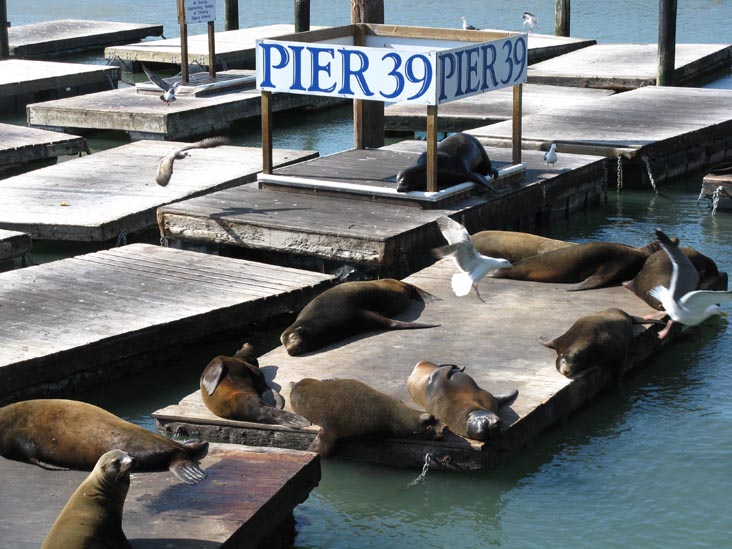 Sea Lions, Pier 39, Fisherman's Wharf, San Francisco, California, March 8, 2009