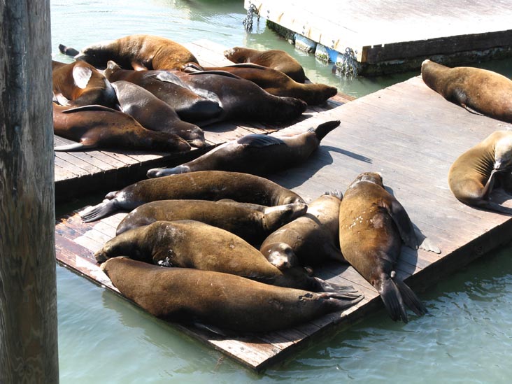 Sea Lions, Pier 39, Fisherman's Wharf, San Francisco, California, March 8, 2009