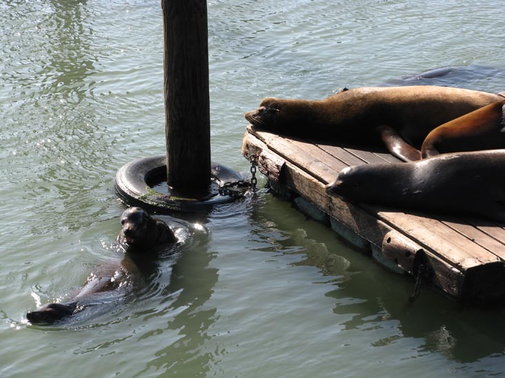 Sea Lions, Pier 39, Fisherman's Wharf, San Francisco, California, March 8, 2009