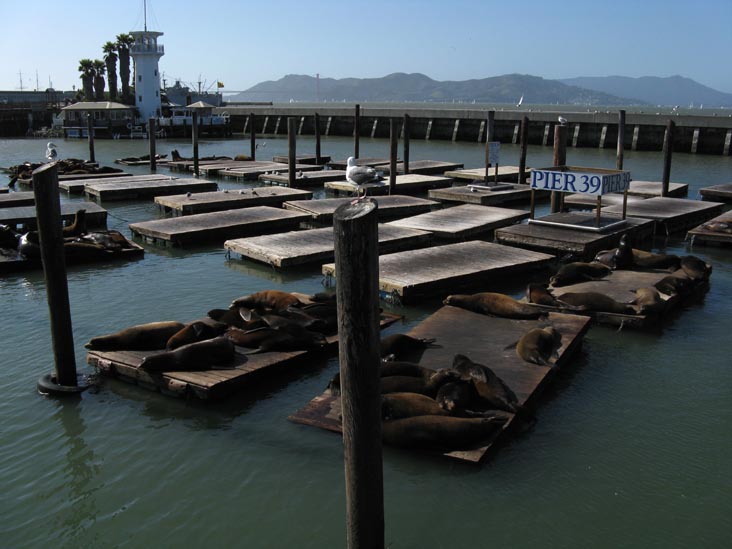 Sea Lions, Pier 39, Fisherman's Wharf, San Francisco, California, March 8, 2009