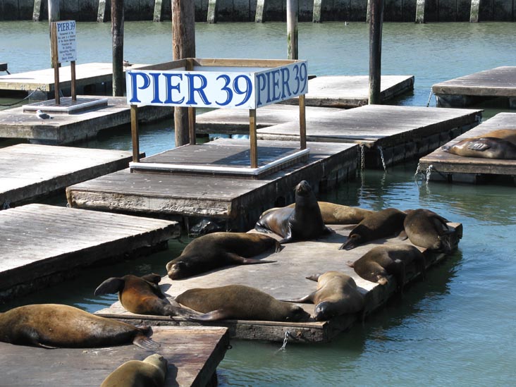 Sea Lions, Pier 39, Fisherman's Wharf, San Francisco, California, March 8, 2009
