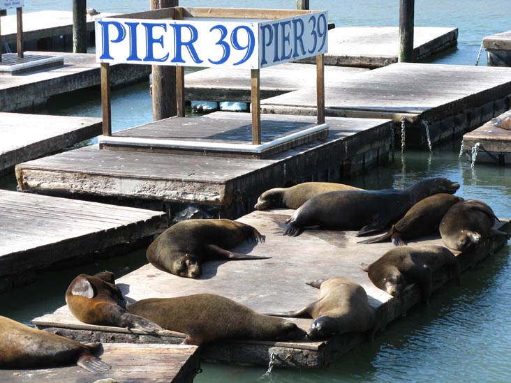 Sea Lions, Pier 39, Fisherman's Wharf, San Francisco, California, March 8, 2009
