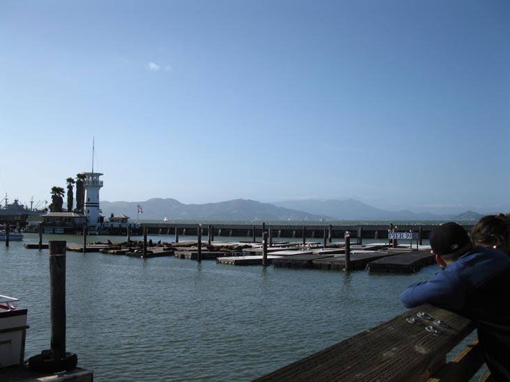 Sea Lions, Pier 39, Fisherman's Wharf, San Francisco, California, March 7, 2010