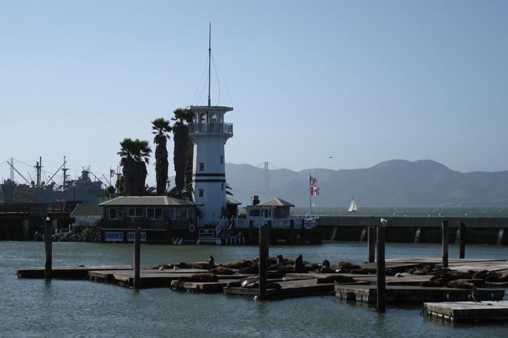 Sea Lions, Pier 39, Fisherman's Wharf, San Francisco, California, March 7, 2010