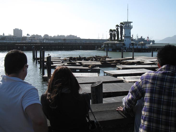 Sea Lions, Pier 39, Fisherman's Wharf, San Francisco, California, March 7, 2010