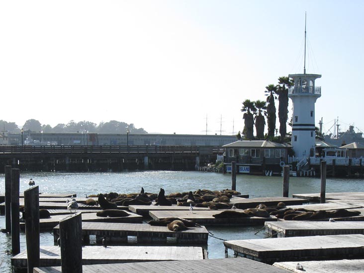 Sea Lions, Pier 39, Fisherman's Wharf, San Francisco, California, March 7, 2010