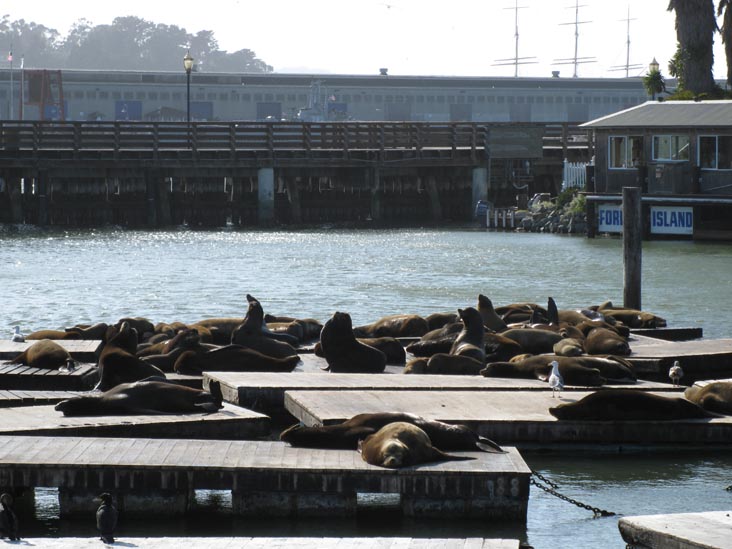Sea Lions, Pier 39, Fisherman's Wharf, San Francisco, California, March 7, 2010