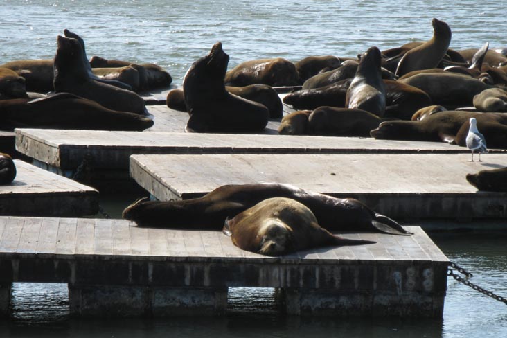 Sea Lions, Pier 39, Fisherman's Wharf, San Francisco, California, March 7, 2010