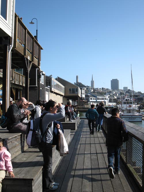 Sea Lions, Pier 39, Fisherman's Wharf, San Francisco, California, March 7, 2010