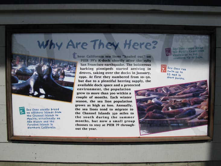 Sea Lions, Pier 39, Fisherman's Wharf, San Francisco, California, March 7, 2010