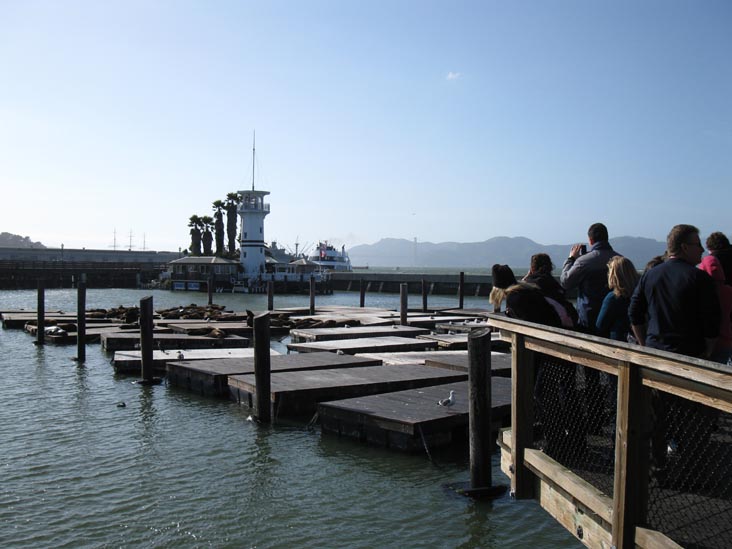 Sea Lions, Pier 39, Fisherman's Wharf, San Francisco, California, March 7, 2010