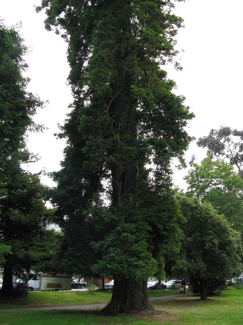 The Panhandle, Haight-Ashbury, San Francisco, California