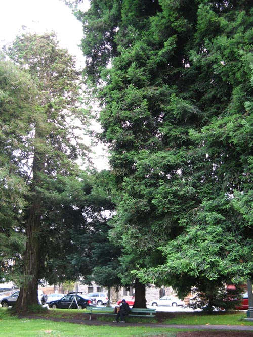 The Panhandle, Haight-Ashbury, San Francisco, California