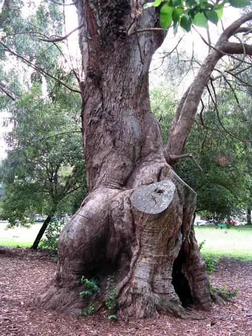 The Panhandle, Haight-Ashbury, San Francisco, California