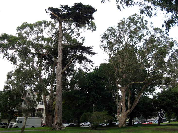 The Panhandle, Haight-Ashbury, San Francisco, California