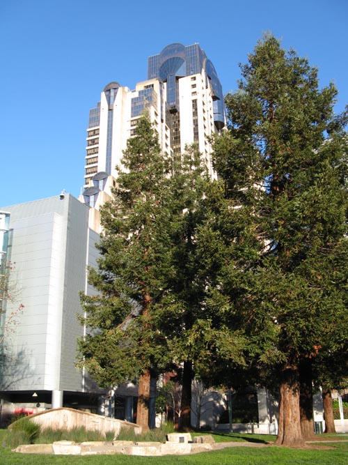 Redwood Trees, Yerba Buena Gardens, SoMa, San Francisco, California