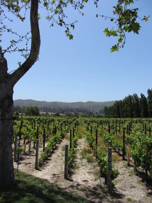 Melville Vineyards & Winery, 5185 East Highway 246, Lompoc, California