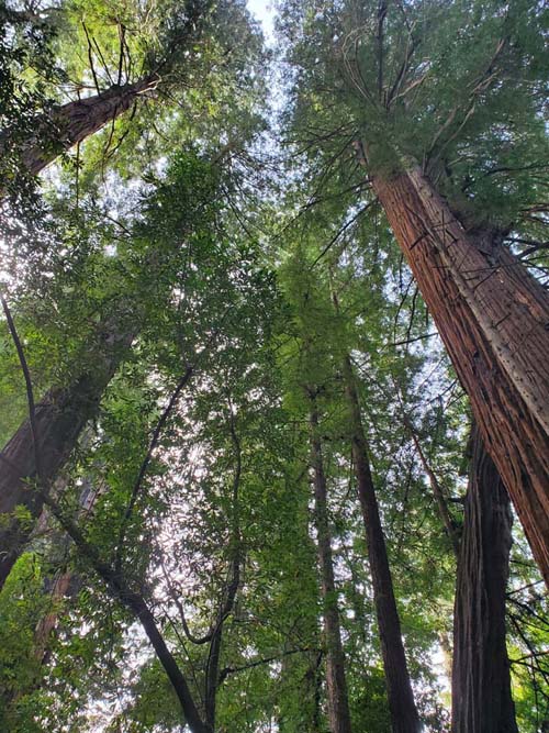 Henry Cowell Redwoods State Park, Santa Cruz County, California, February 20, 2022