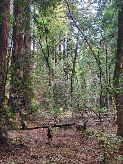 Henry Cowell Redwoods State Park, Santa Cruz County, California, February 20, 2022
