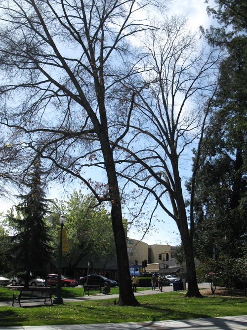 Healdsburg Plaza, Healdsburg, California