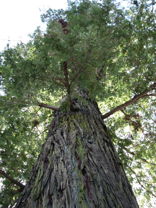 Coast Redwood, Healdsburg Plaza, Healdsburg, California