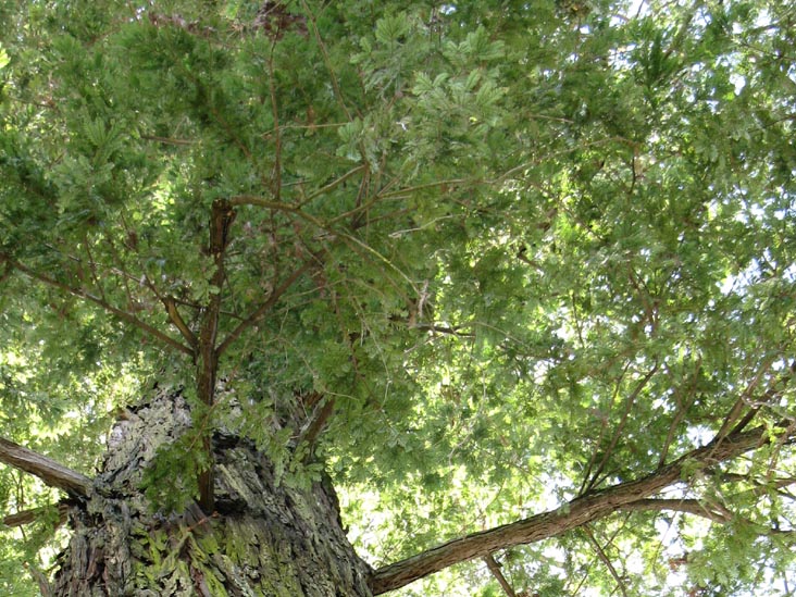 Coast Redwood, Healdsburg Plaza, Healdsburg, California