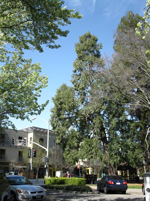 Healdsburg Plaza, Healdsburg, California