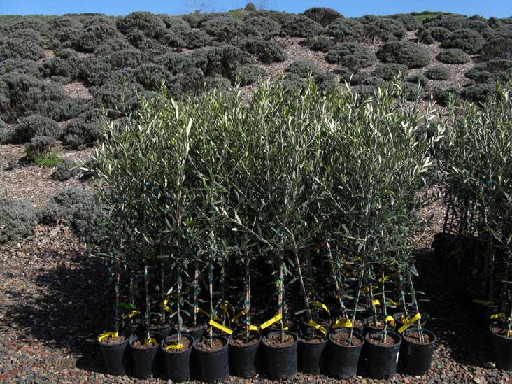 Olive Trees For Sale, McEvoy Ranch, 5935 Red Hill Road, Petaluma, California
