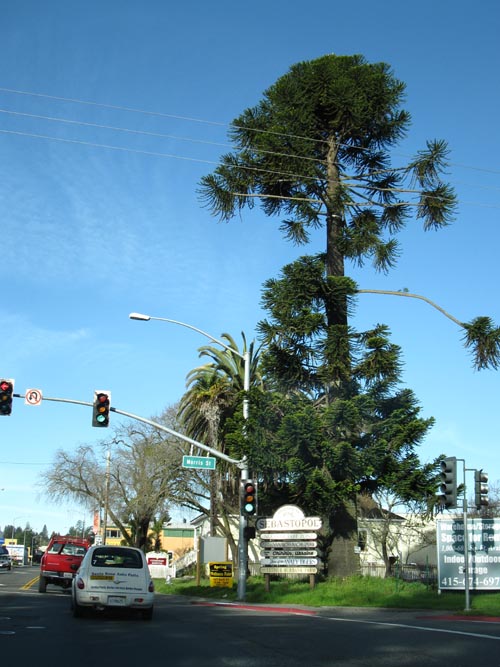 Sebastopol Avenue and Morris Street, NW Corner, Sebastopol, California