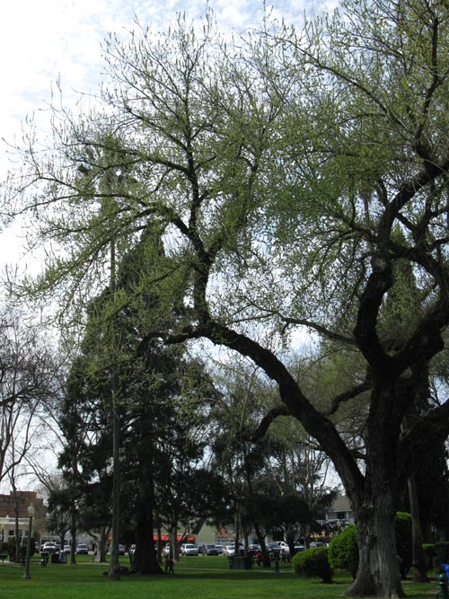 Sonoma Plaza, Sonoma, California