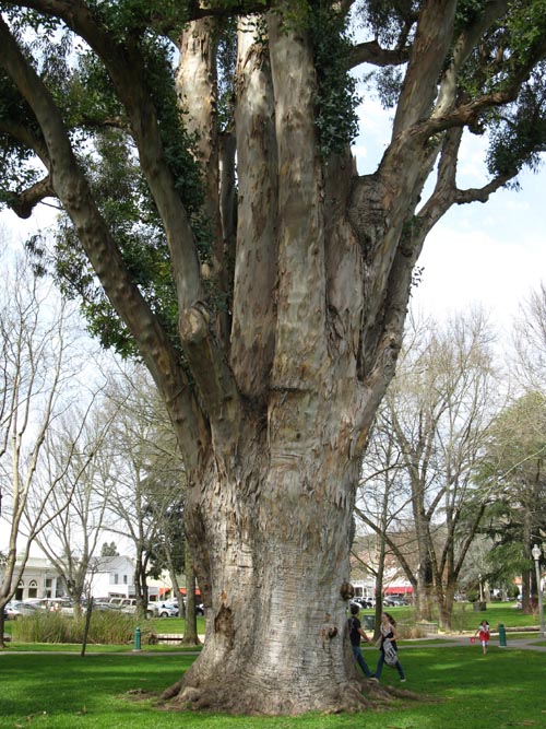 Memorial Redwood, Sonoma Plaza, Sonoma, California