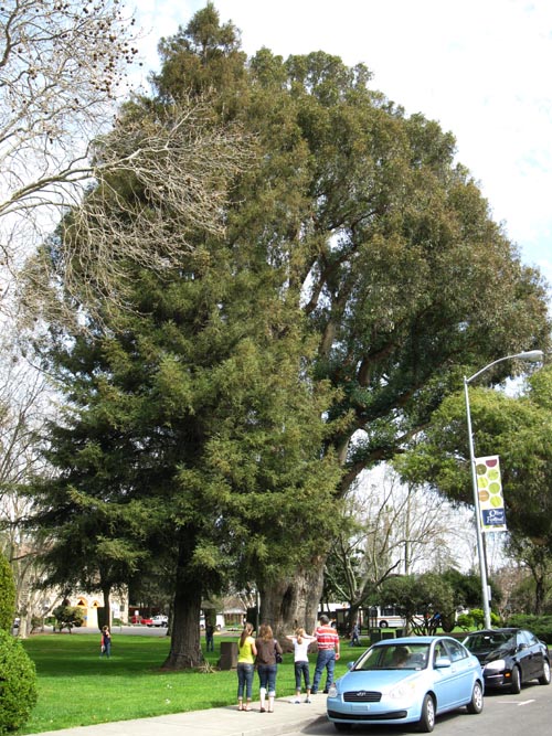 Sonoma Plaza, Sonoma, California