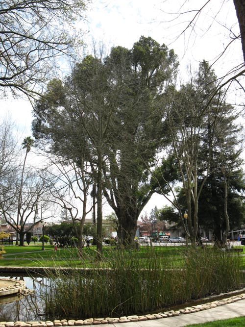 Sonoma Plaza, Sonoma, California