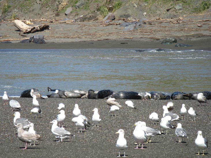 Harbor Seals, Russian River, Goat Rock Beach, Sonoma Coast State Park, Sonoma County, California