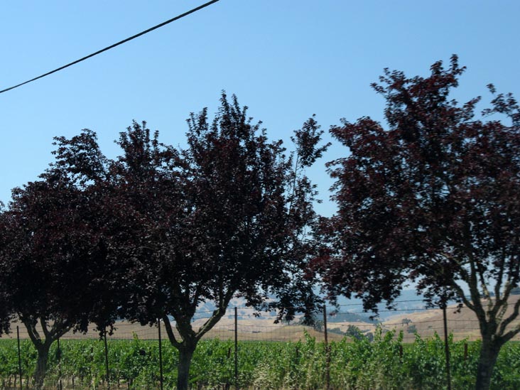 Route 128, Sonoma County, California