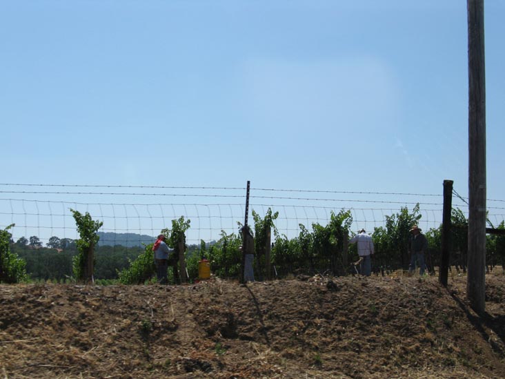 Vineyards North of Healdsburg, Sonoma County, California
