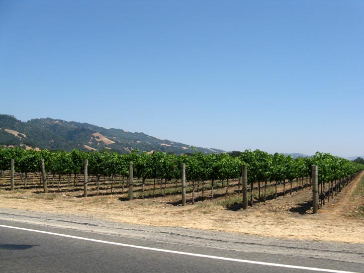 Vineyards North of Healdsburg, Sonoma County, California