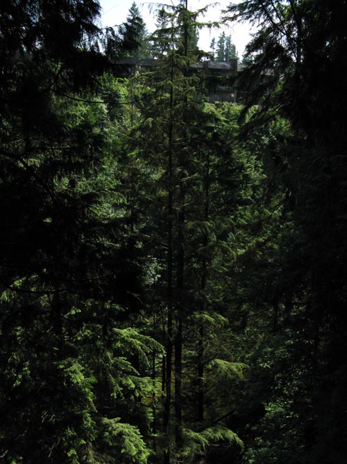 Cliffhanger Boardwalk, Rainforest, Capilano Suspension Bridge, North Vancouver, BC, Canada