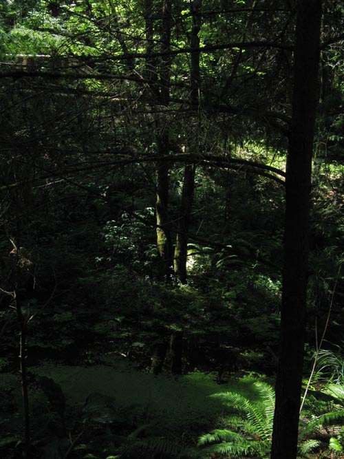 Cliffhanger Boardwalk, Rainforest, Capilano Suspension Bridge, North Vancouver, BC, Canada